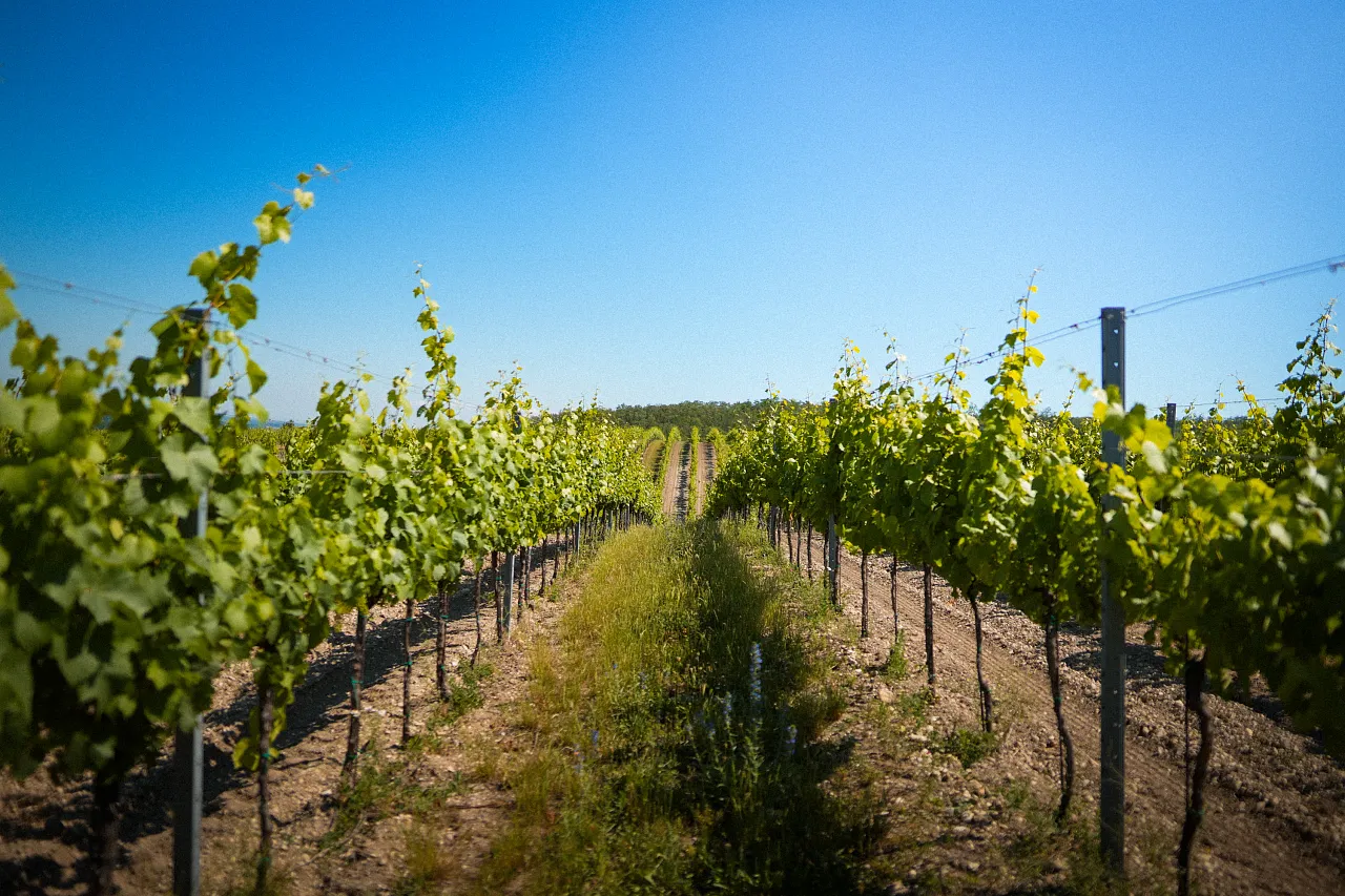 Chardonnay
